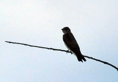 322cooks_009swallow.jpg