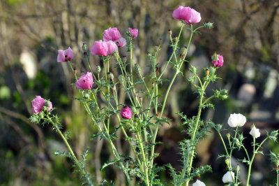 322cooks_041pinkpricklypoppy.jpg