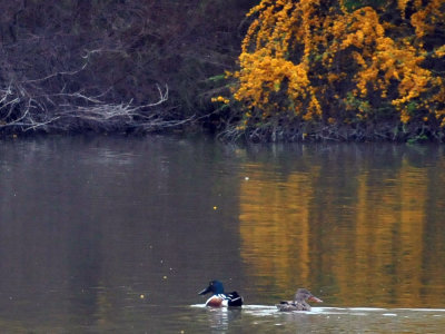 323cooks_011nshoveler.jpg