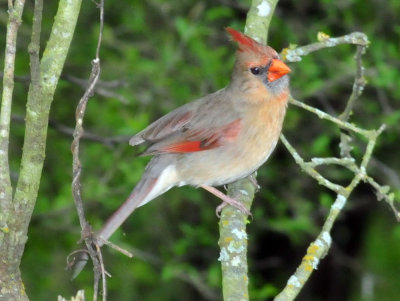 323cooks_021ncardinal.jpg