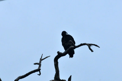 323cooks_030blackvulture.jpg