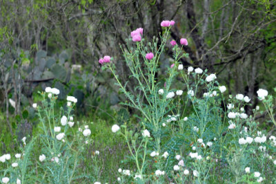 323cooks_059whitepinkpricklypoppy.jpg