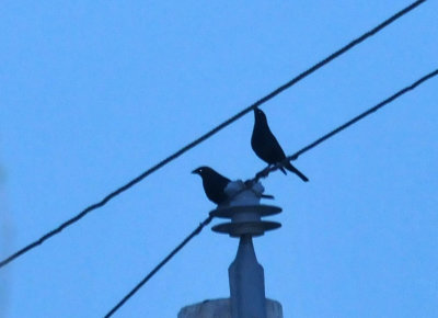 324cooks_001cowbirds.jpg