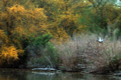 324cooks_003ponds.jpg