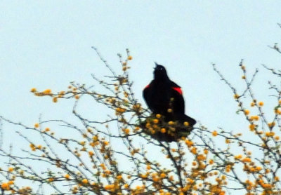 324cooks_007redwing.jpg