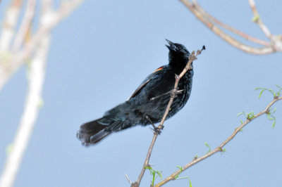 324cooks_014redwingblackbird.jpg