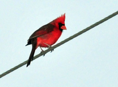 324cooks_015cardinal.jpg