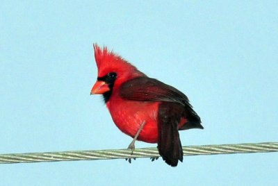 324cooks_016cardinal.jpg