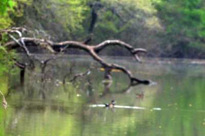 324cooks_018woodduck.jpg
