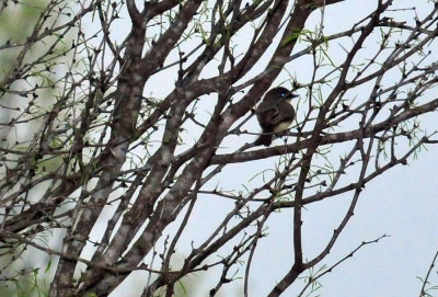 324cooks_023easternphoebe.jpg