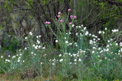 324cooks_036poppies.jpg