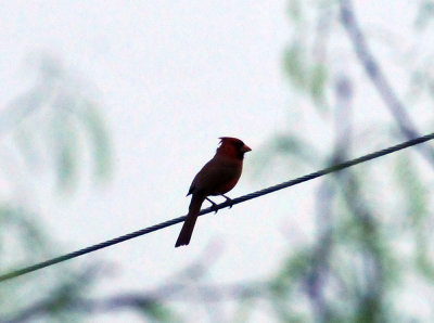 325cooks_007cardinal.jpg