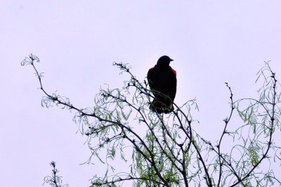 325cooks_021redwing.jpg