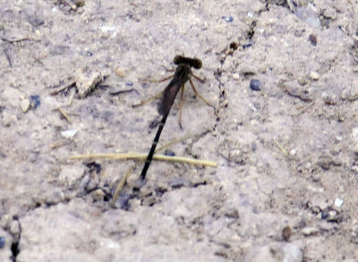 325cooks_032damsel.jpg