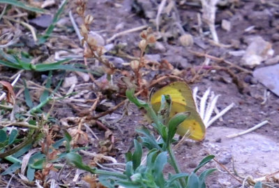 325cooks_052orangesulphur.jpg