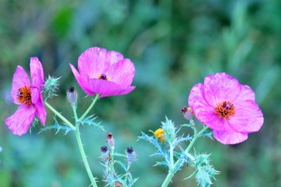 325cooks_056pinks.jpg