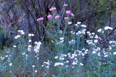325cooks_060pricklypoppy.jpg