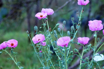325cooks_062pricklypoppy.jpg