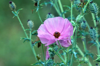 325cooks_064pricklypoppy.jpg