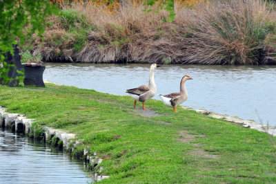 326cooks_003geese.jpg