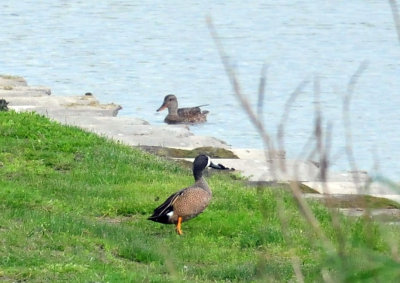 327cooks_004bluewingedteal.jpg