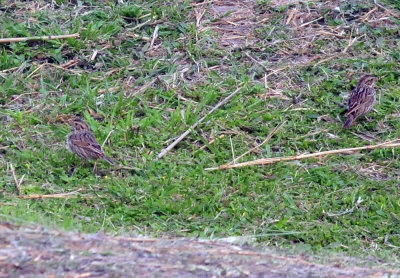 327cooks_008sparrow.jpg