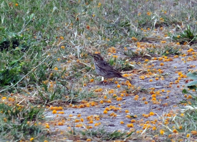 327cooks_012savannahsparrow.jpg