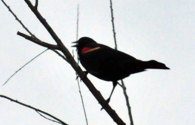 327cooks_018redwingbb.jpg