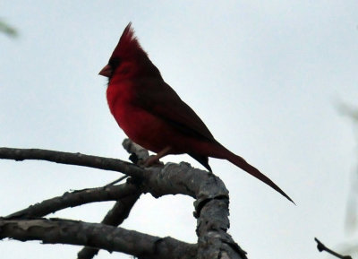 327cooks_022cardinal.jpg