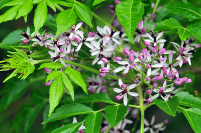 327cooks_032chinaberry.jpg
