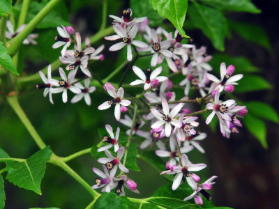 327cooks_035chinaberry.jpg