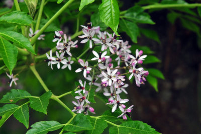 327cooks_036chinaberry.jpg