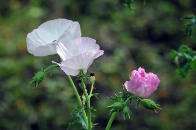 327cooks_037pricklypoppy.jpg