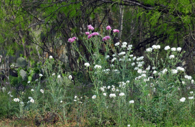 327cooks_051pricklypoppy.jpg