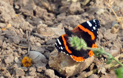 327cooks_056redadmiral.jpg
