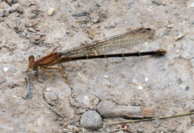 329cooks_010damsel.jpg