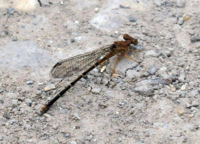 329cooks_014damsel.jpg