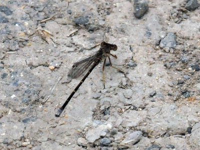 329cooks_016damsel.jpg