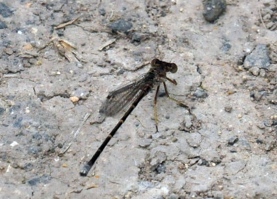 329cooks_017damsel.jpg