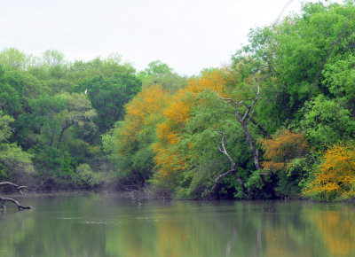 329cooks_026magictree.jpg