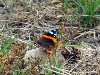 329cooks_032redadmiral.jpg