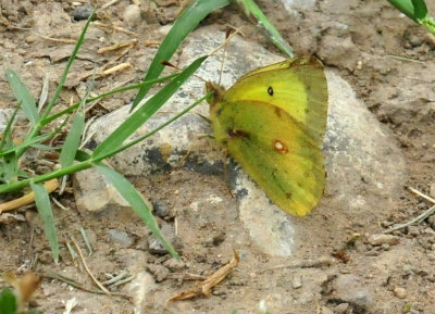 329cooks_037orangesulphur.jpg