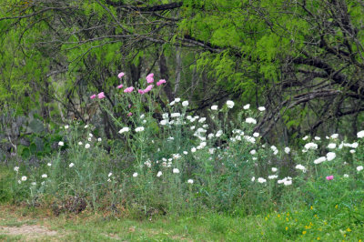 329cooks_039pricklypoppys.jpg