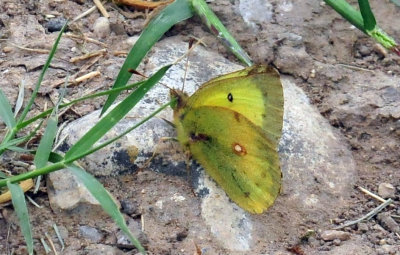 329cooks_038orangesulphur.jpg