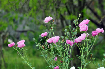 329cooks_040pricklypoppy.jpg
