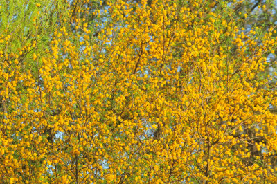 330cooks_002huisache.jpg