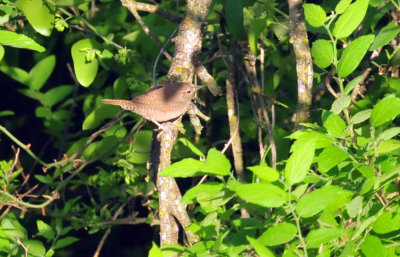 330cooks_009housewren.jpg