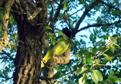 330cooks_013greenjay.jpg