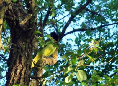 330cooks_014greenjay.jpg