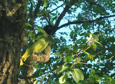 330cooks_015greenjay.jpg